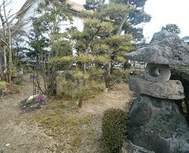 株式会社 アミューズ24 庭の剪定